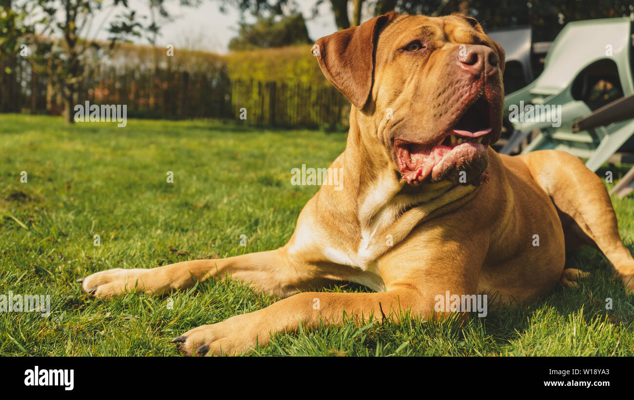 Boerboel Stockfotos und bilder Kaufen Alamy
