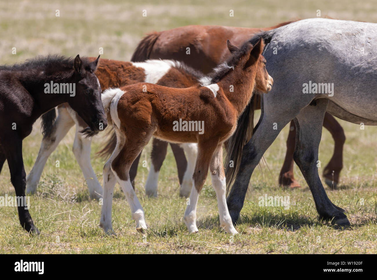 Cute Wild Horse Fohlen Stockfoto