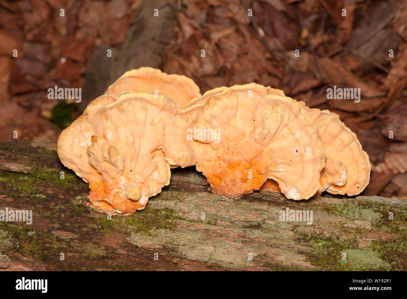 Huhn der Wälder (Laetiporus sulfureus) Stockfoto