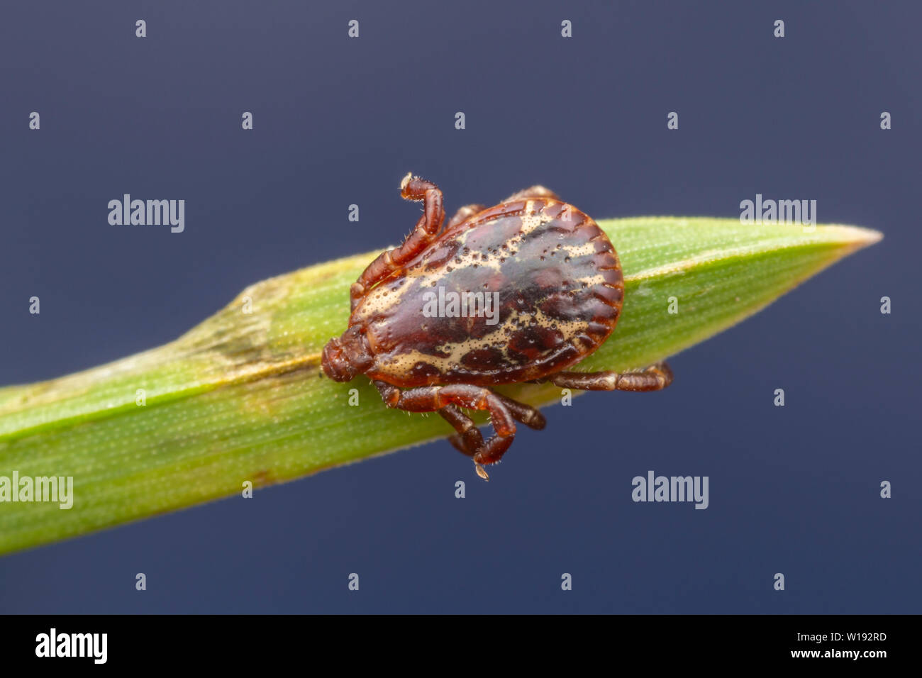 Männliche American Dog Tick (Dermacentor variabilis) Stockfoto