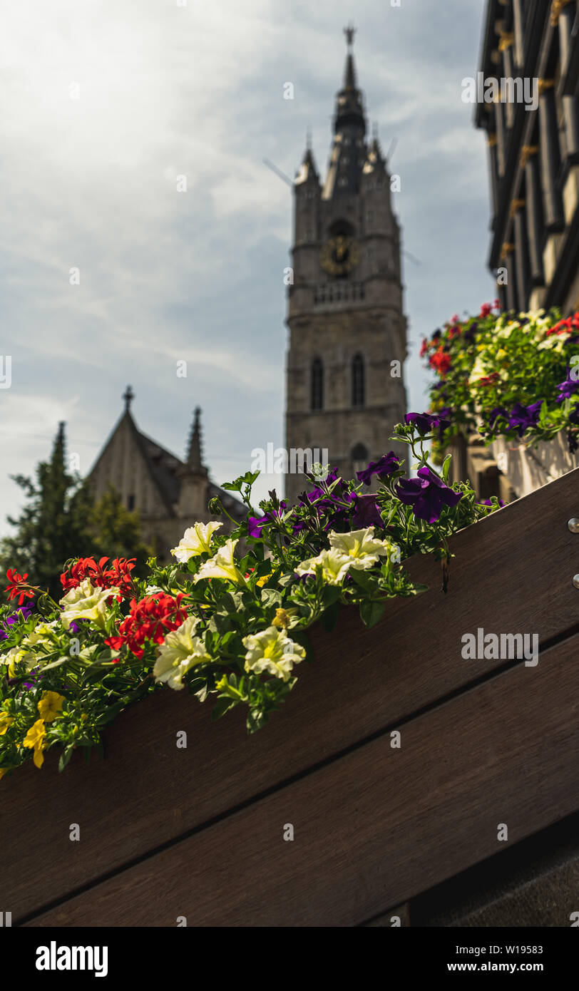 Stadtbild von Gent. Nahaufnahme auf Töpfe von Morning Glory mit dem Belfried von Gent im Hintergrund Stockfoto