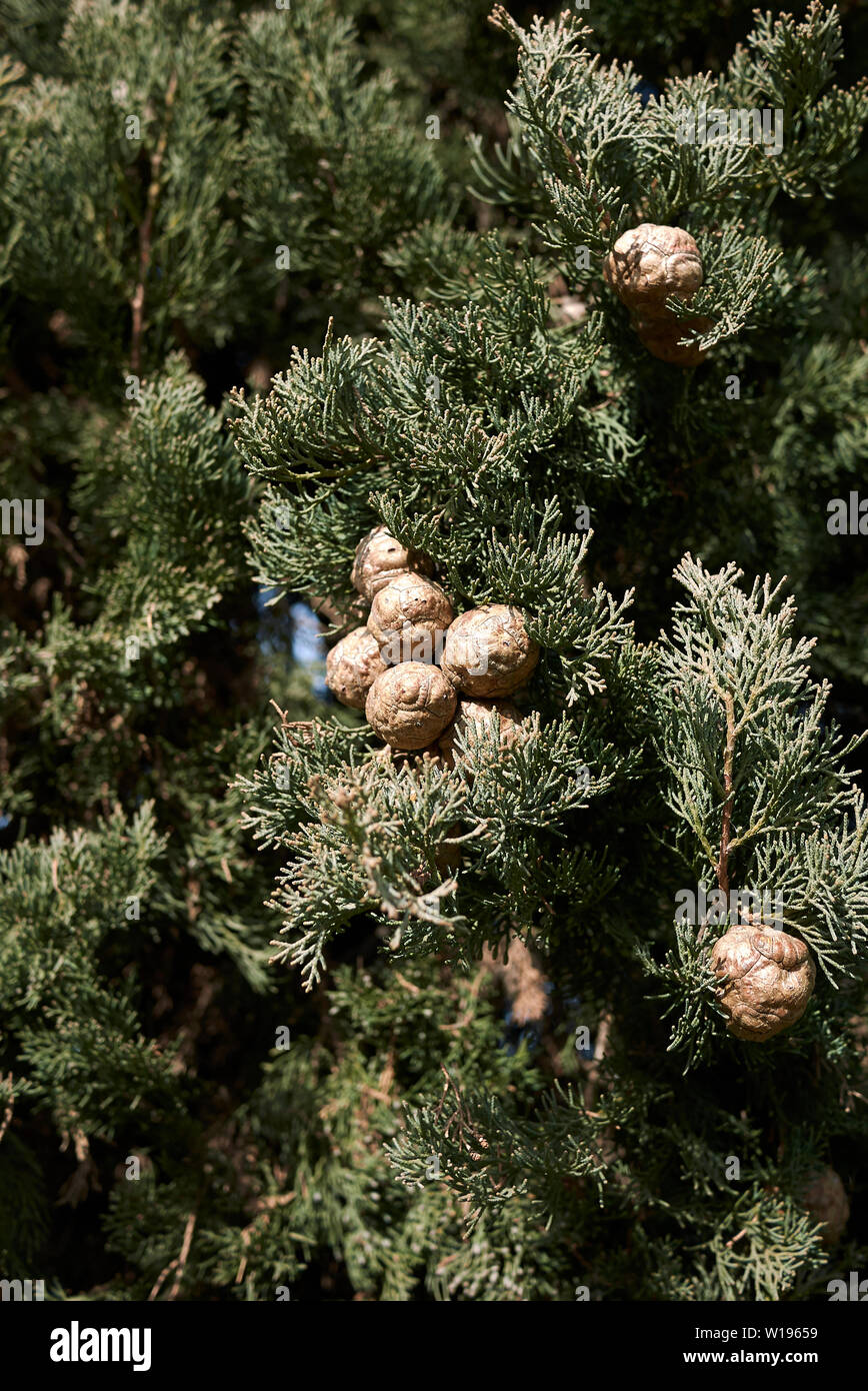 Cupressus sempervirens Stockfoto