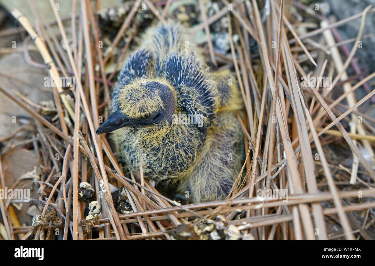 Baby Tauben im Nest auf indischen Balkon Stockfoto