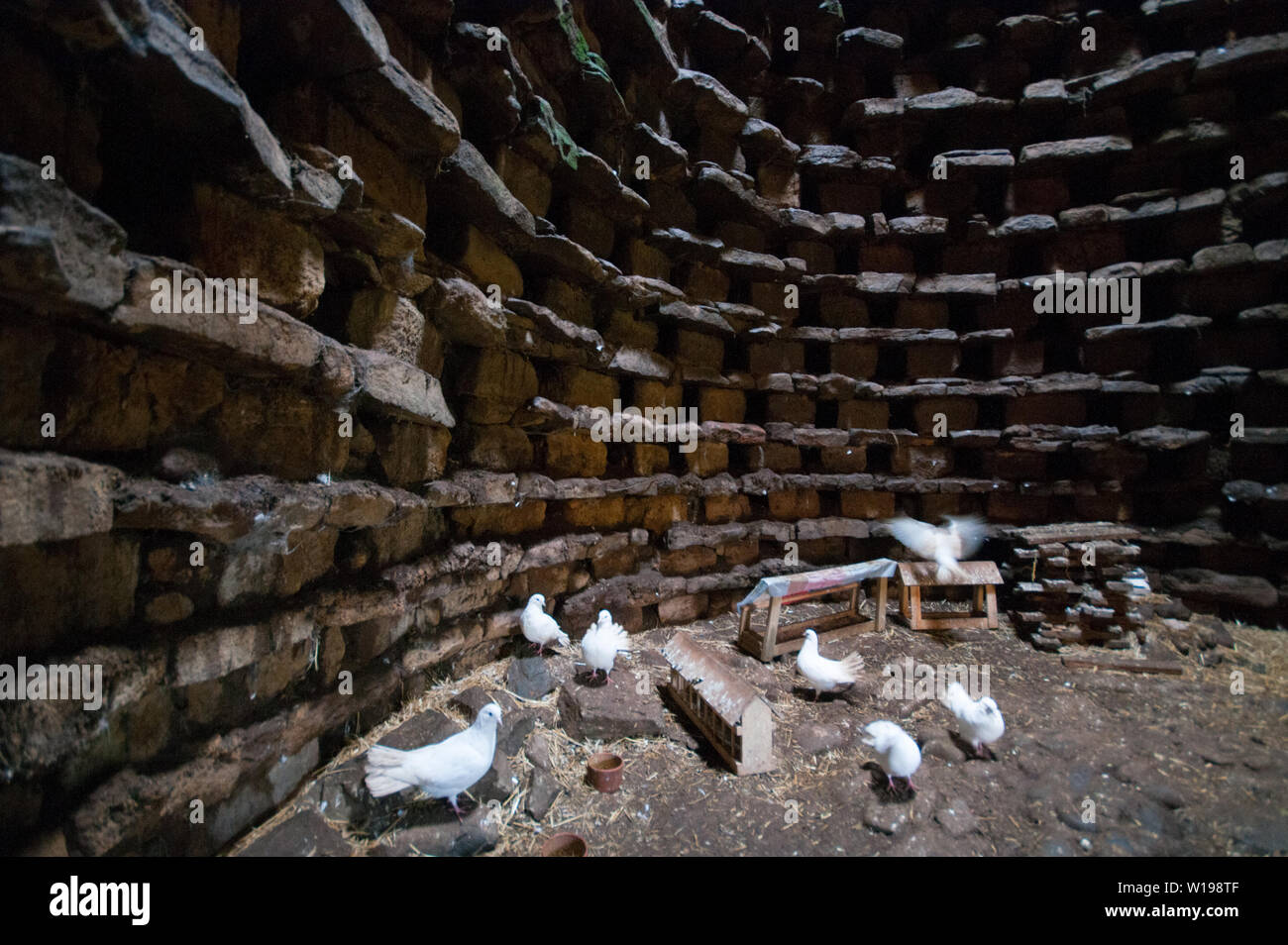 Das Innere eines mittelalterlichen Dovecot wo Tauben noch leben. Stockfoto
