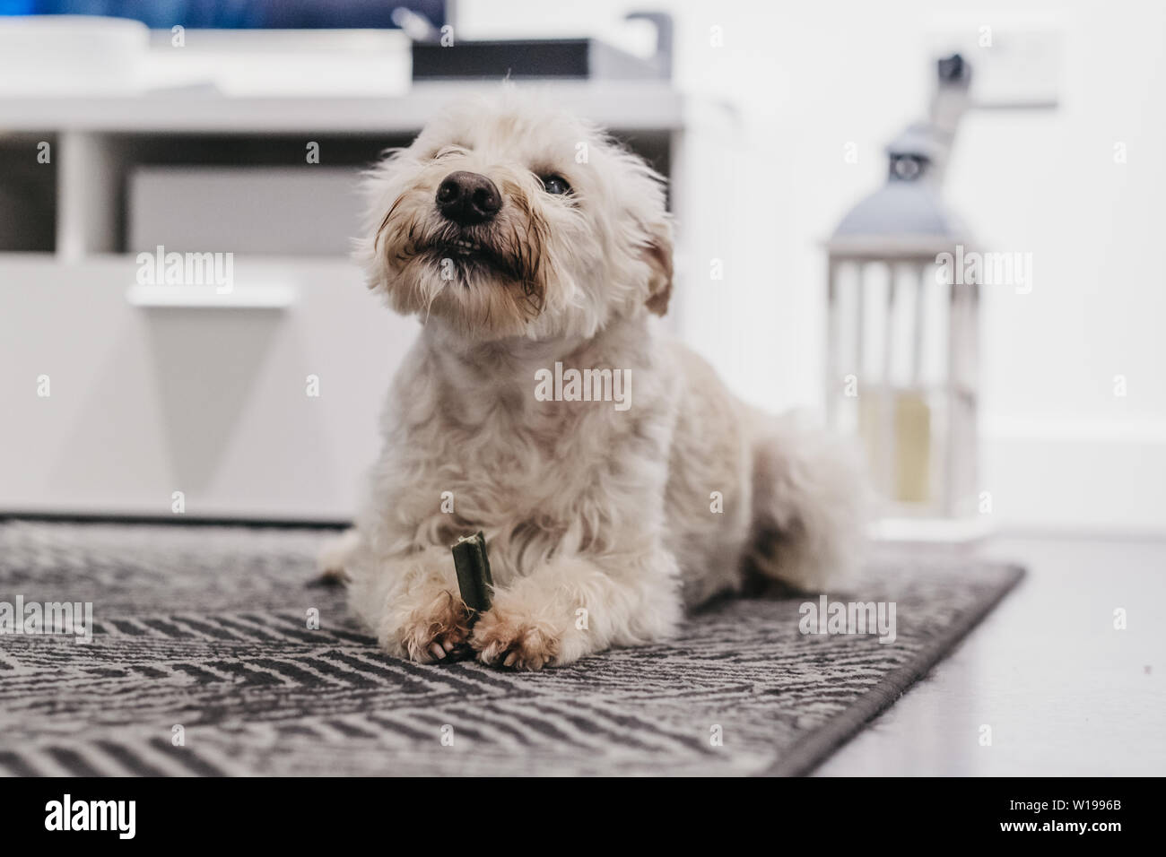 Porträt eines weißen Ganaraskan Hund, auf dem Teppich zu Hause, Essen ein Genuss, selektive konzentrieren. Stockfoto