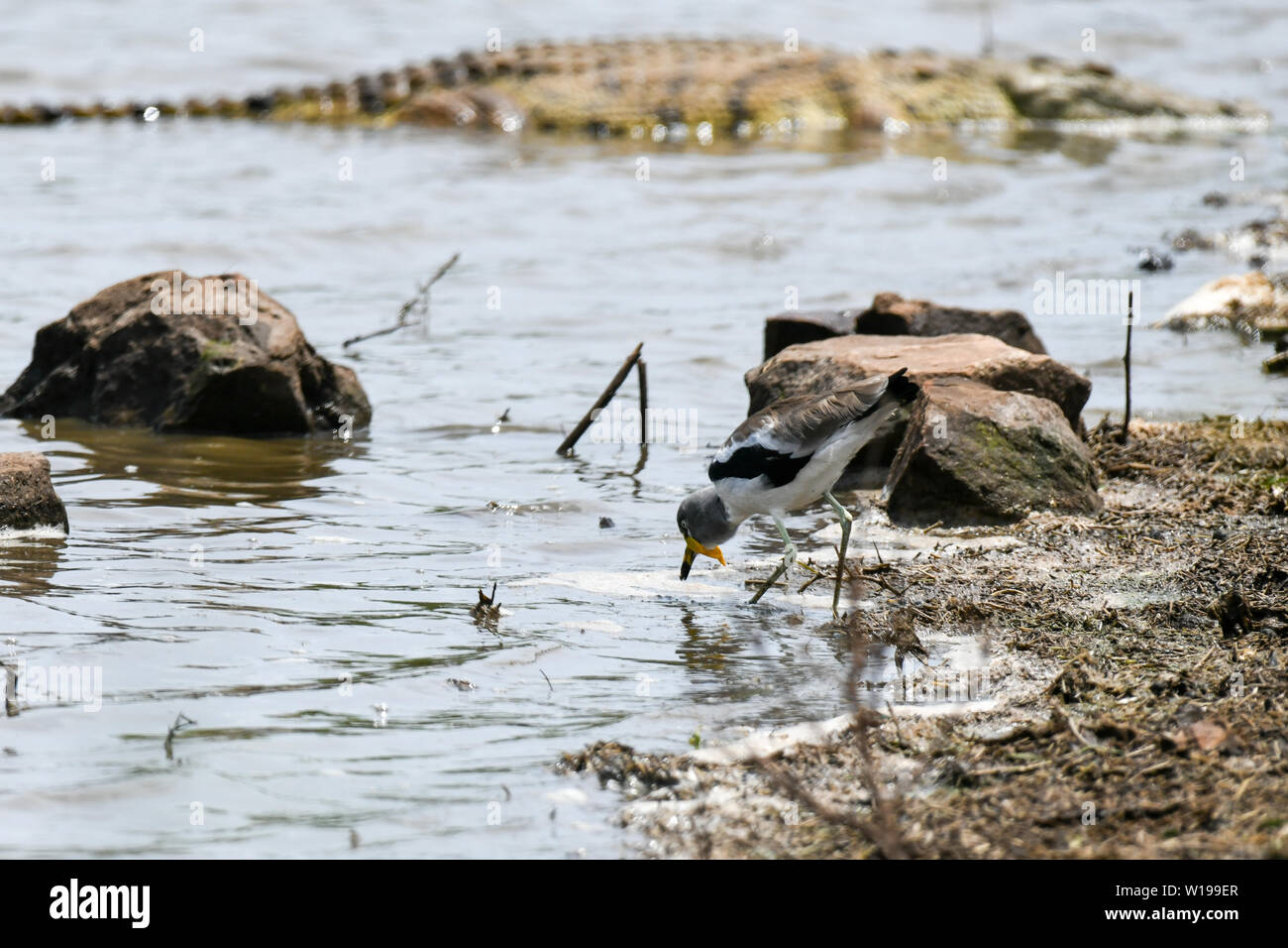 Ein kiebitz Vogel das Waten durch das Wasser entlang einige Felsen mit einem riesigen Krokodil im Hintergrund an einem sonnigen Tag Stockfoto