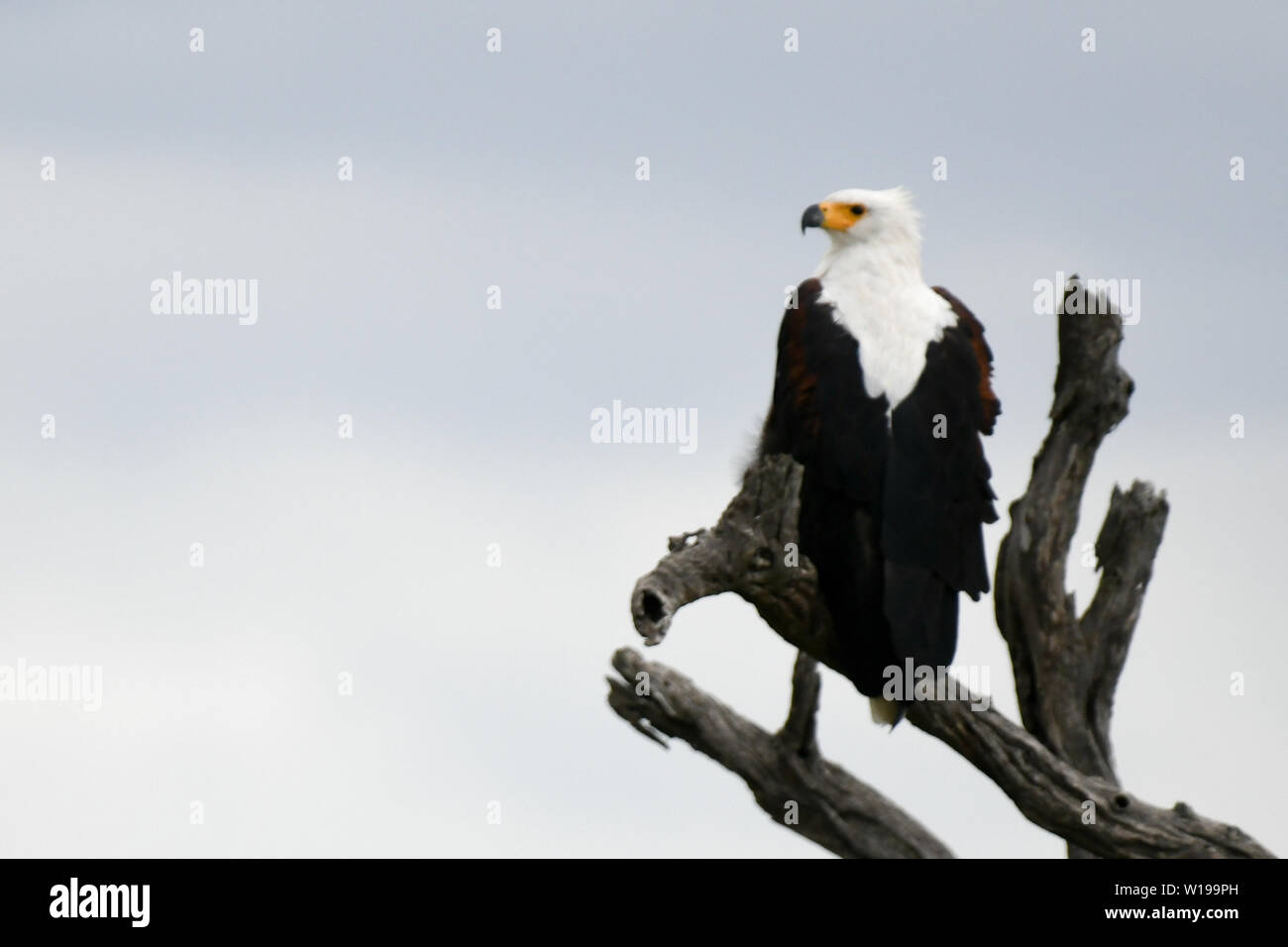 African Fish Eagle sitzen auf einem dicken Ast Vermessung der Landschaft für die Beute von oben im Baum Stockfoto
