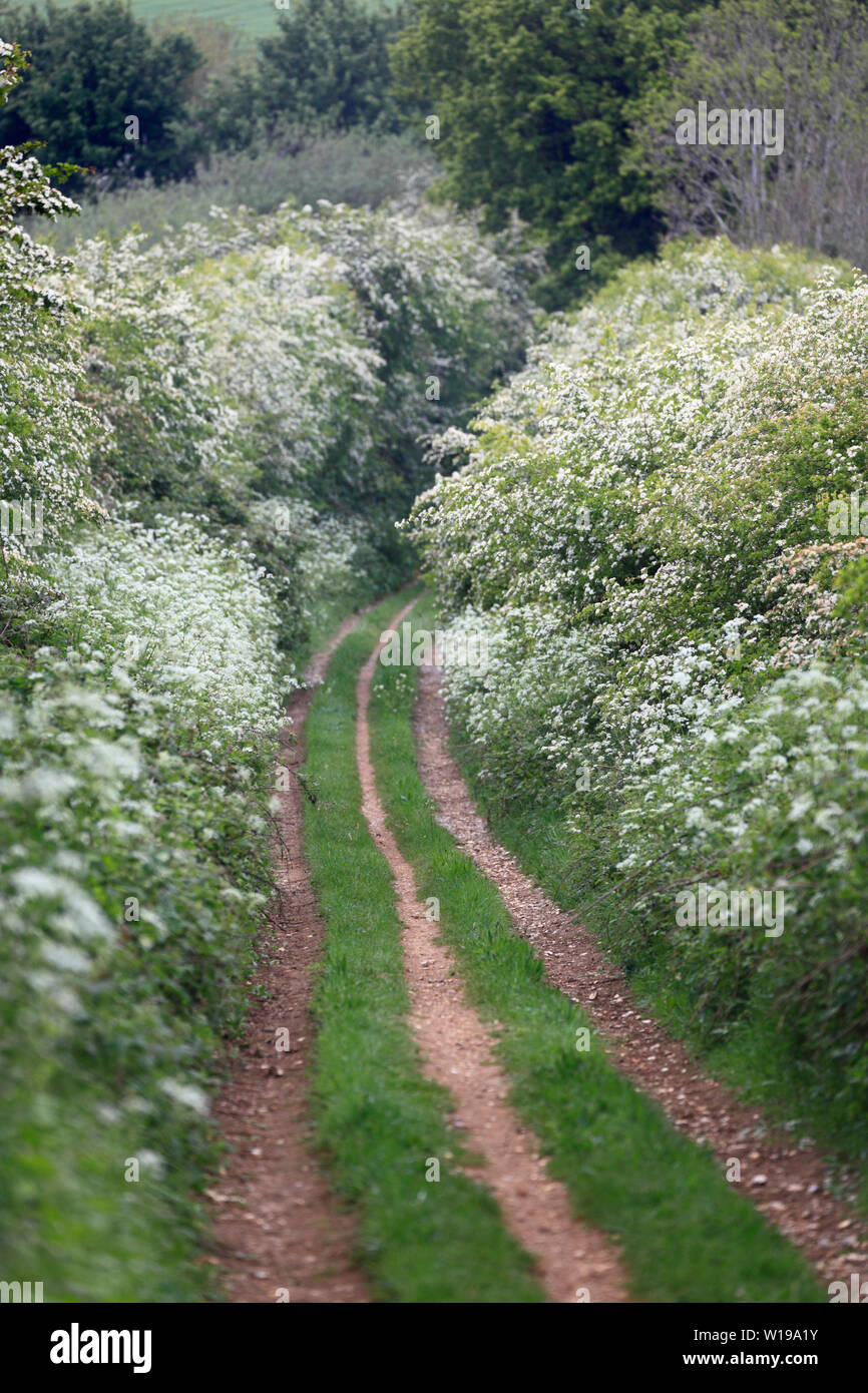 Peddar's Weg Wanderweg bei Fring im Frühjahr mit weißen Blumen und Blüten in den Hecken. Stockfoto