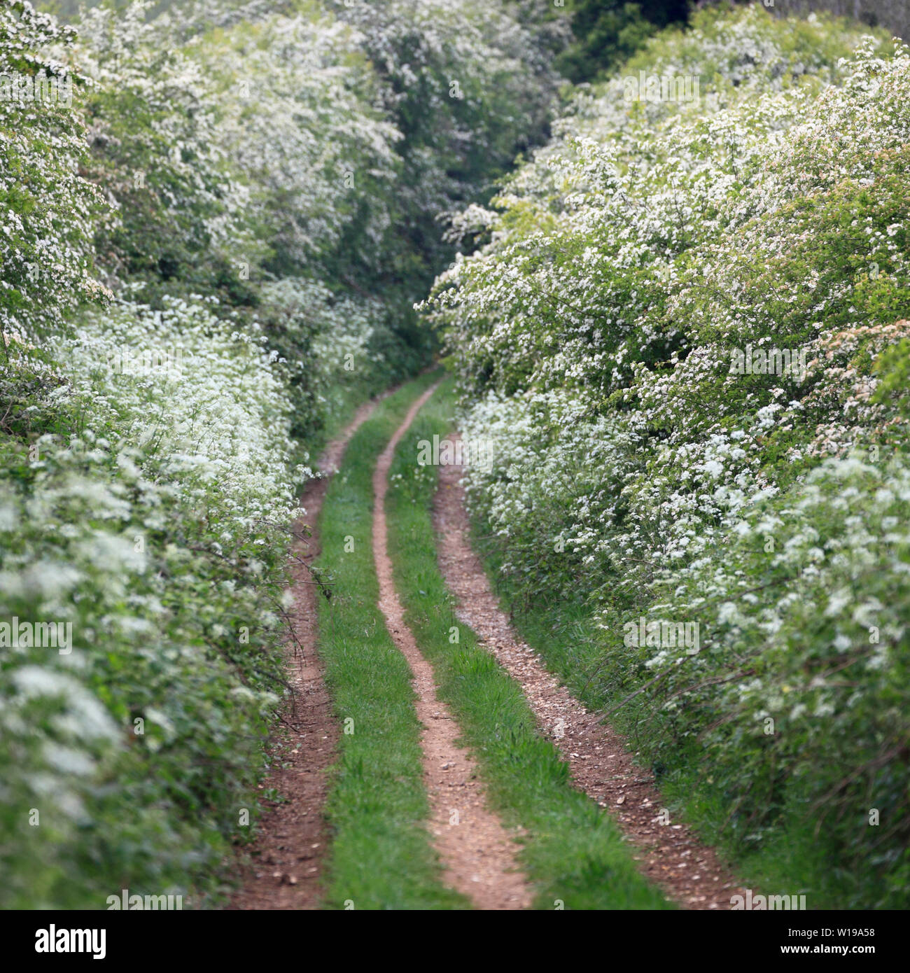 Peddar's Weg Wanderweg bei Fring im Frühjahr mit weißen Blumen und Blüten in den Hecken. Stockfoto
