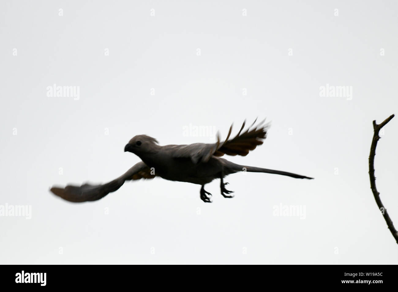 Grau - weg Vogel fliegen in der Krüger Nationalpark in Südafrika Stockfoto