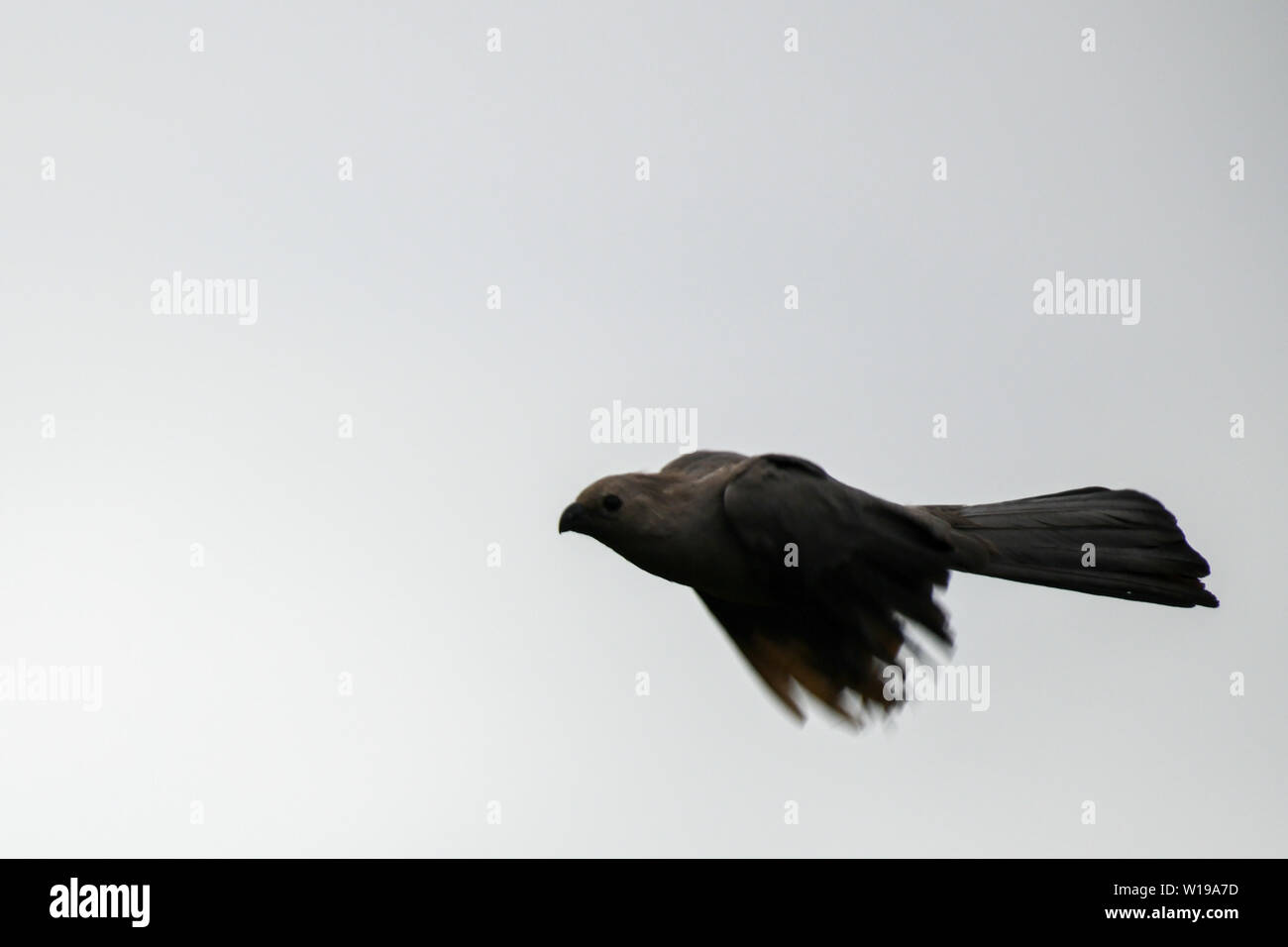 Grau - weg Vogel fliegen in der Krüger Nationalpark in Südafrika Stockfoto