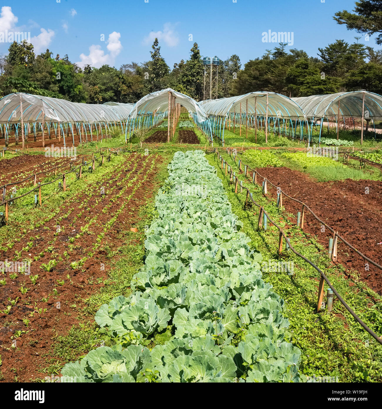 Frisches Gemüse wachsen im Garten. Stockfoto