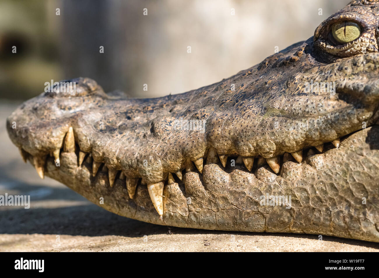 Close-up Kopf eines Krokodils Stockfoto