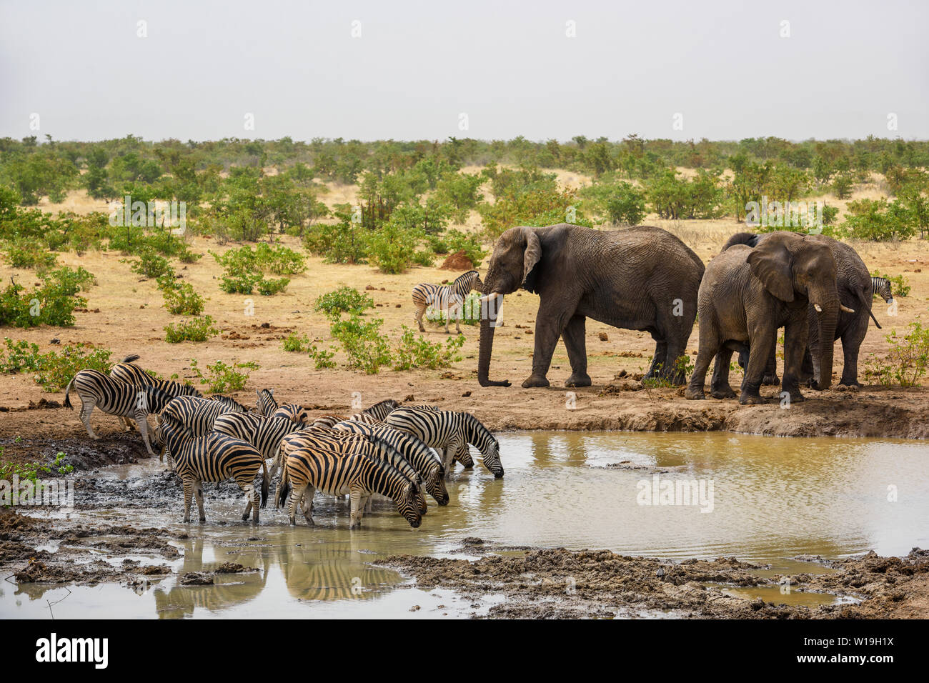 African Bush Elephant - Loxodonta africana, iconic Mitglied der afrikanischen Big Five Safari im Etosha, Namibia. Stockfoto