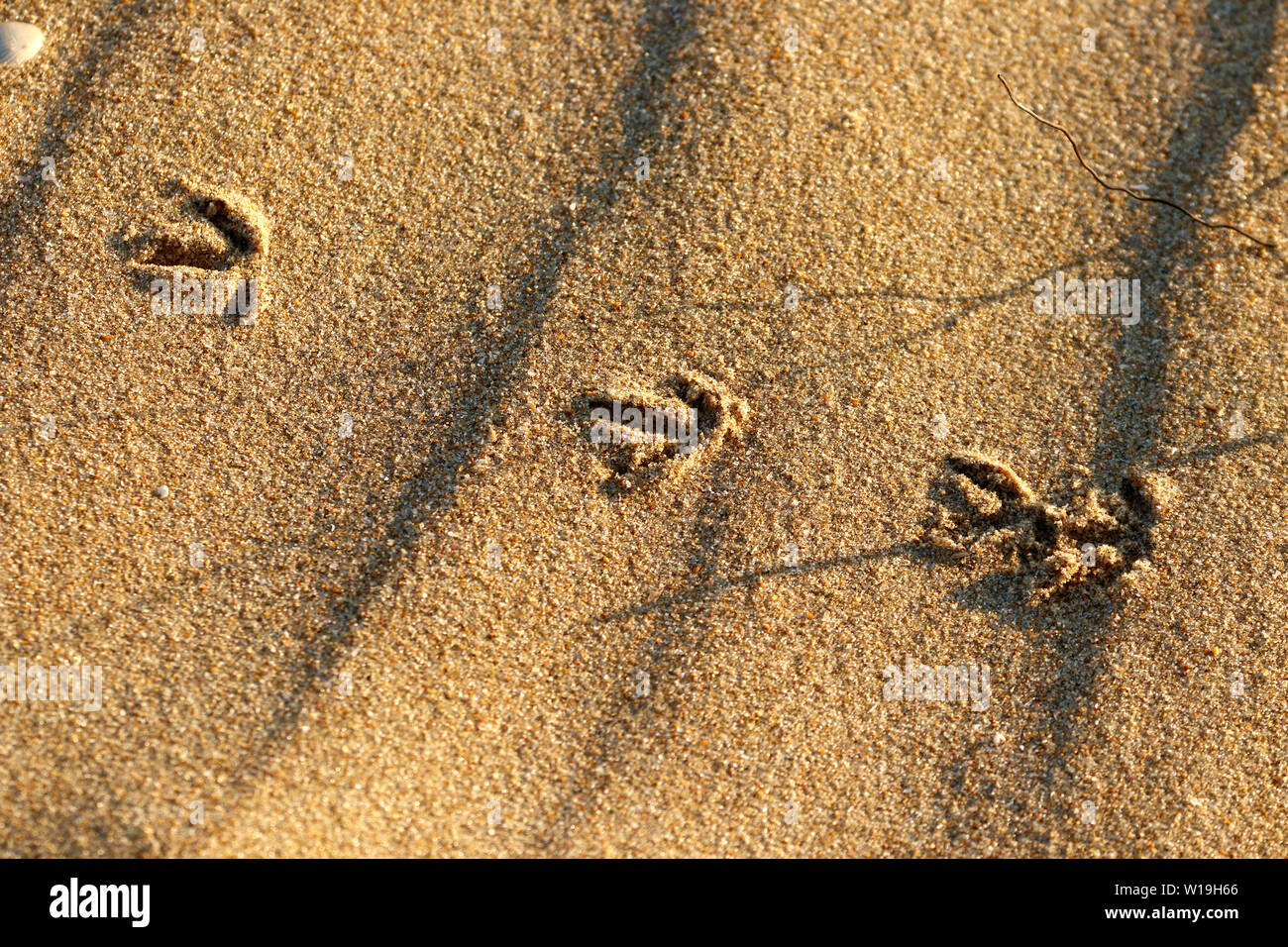 Wader Vogel (Republic) Fußabdruck im Sand Strand Stockfoto