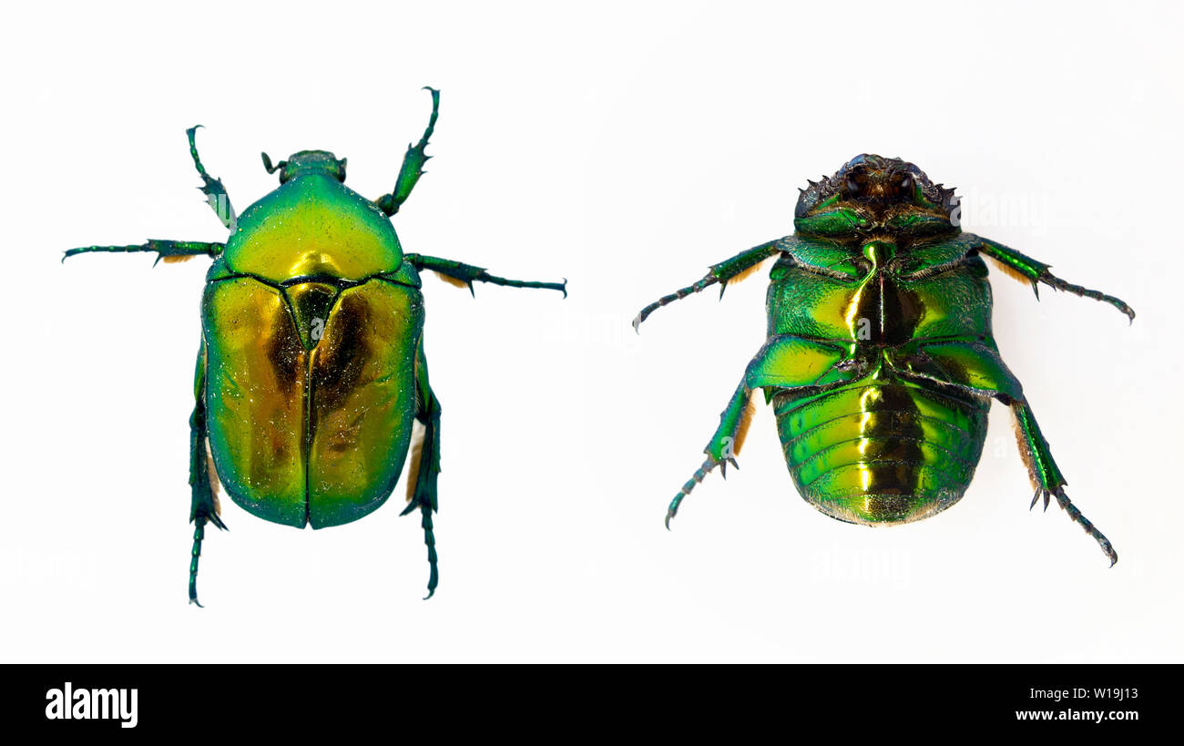 Grüne Käfer isoliert auf weißem Stockfoto