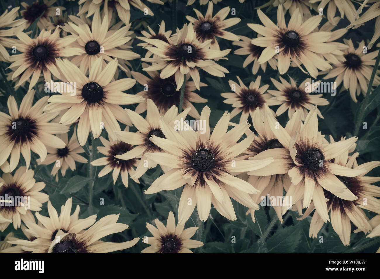 Schöne große gelb mit roten Blumen Rudbeckia im Garten auf einem Hintergrund aus grünen Blättern. Stockfoto