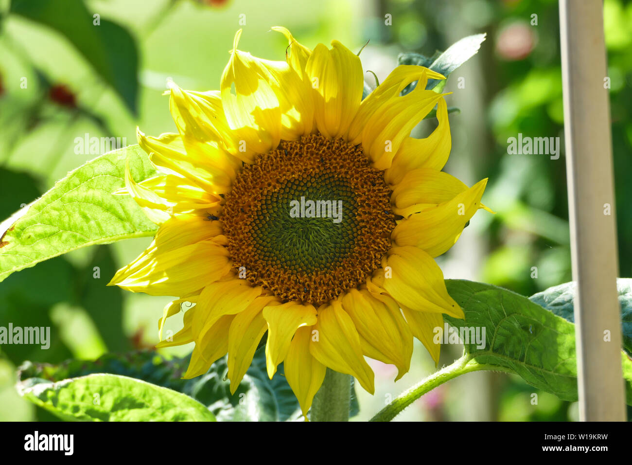Sonnenblume Köpfe Stockfoto