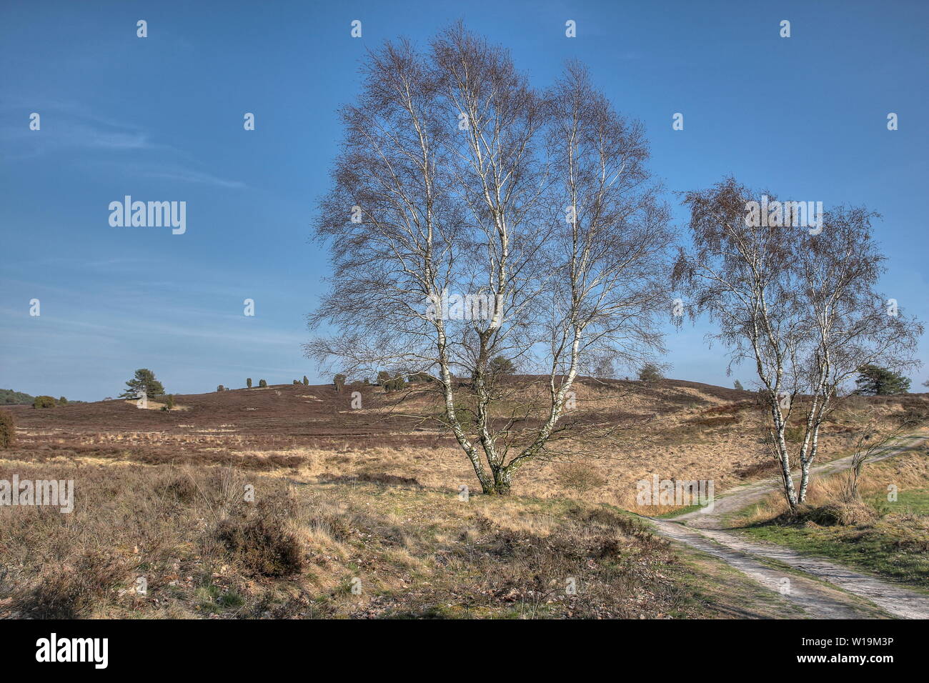Sanfte Hügel, idyllische Wanderwege, gesäumt von Birken laufen durch das Naturschutzgebiet Lüneburger Heide. Stockfoto