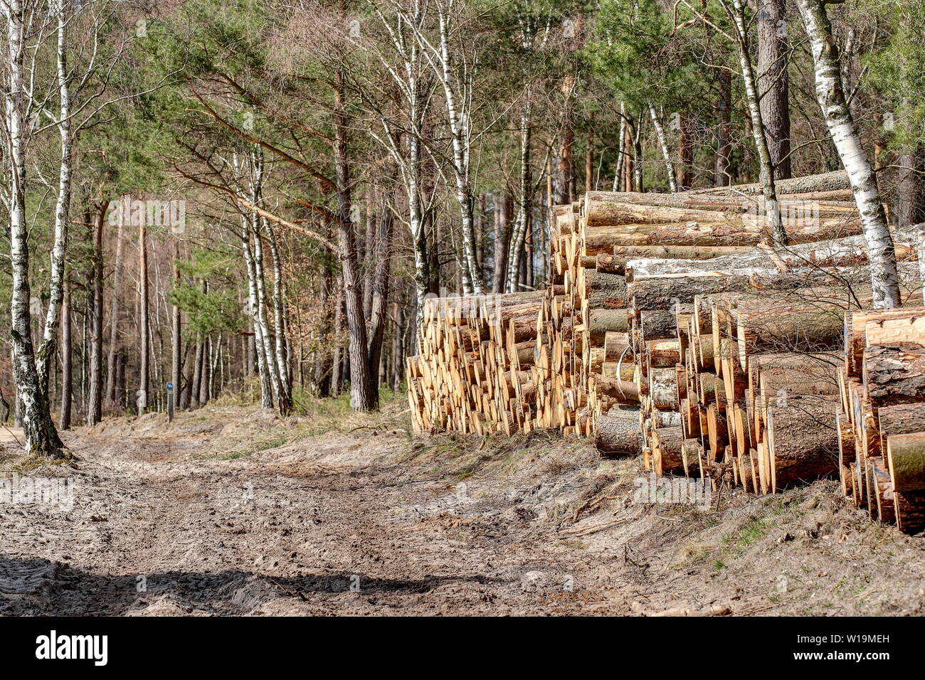 Der Wald in der Lüneburger Heide Nationalpark bedeckt etwa 35 % der Fläche im Naturschutzgebiet und ist ein wichtiger wirtschaftlicher Faktor. Stockfoto