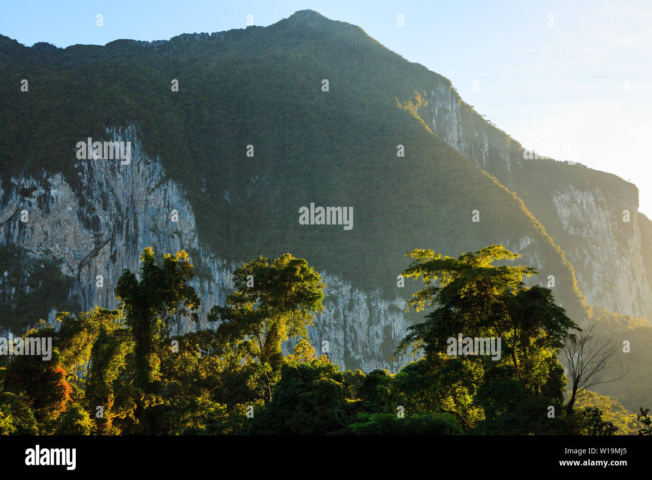 Üppiger Wald Szene am Morgen Sonnenaufgang in Borneo Malaysia Stockfoto