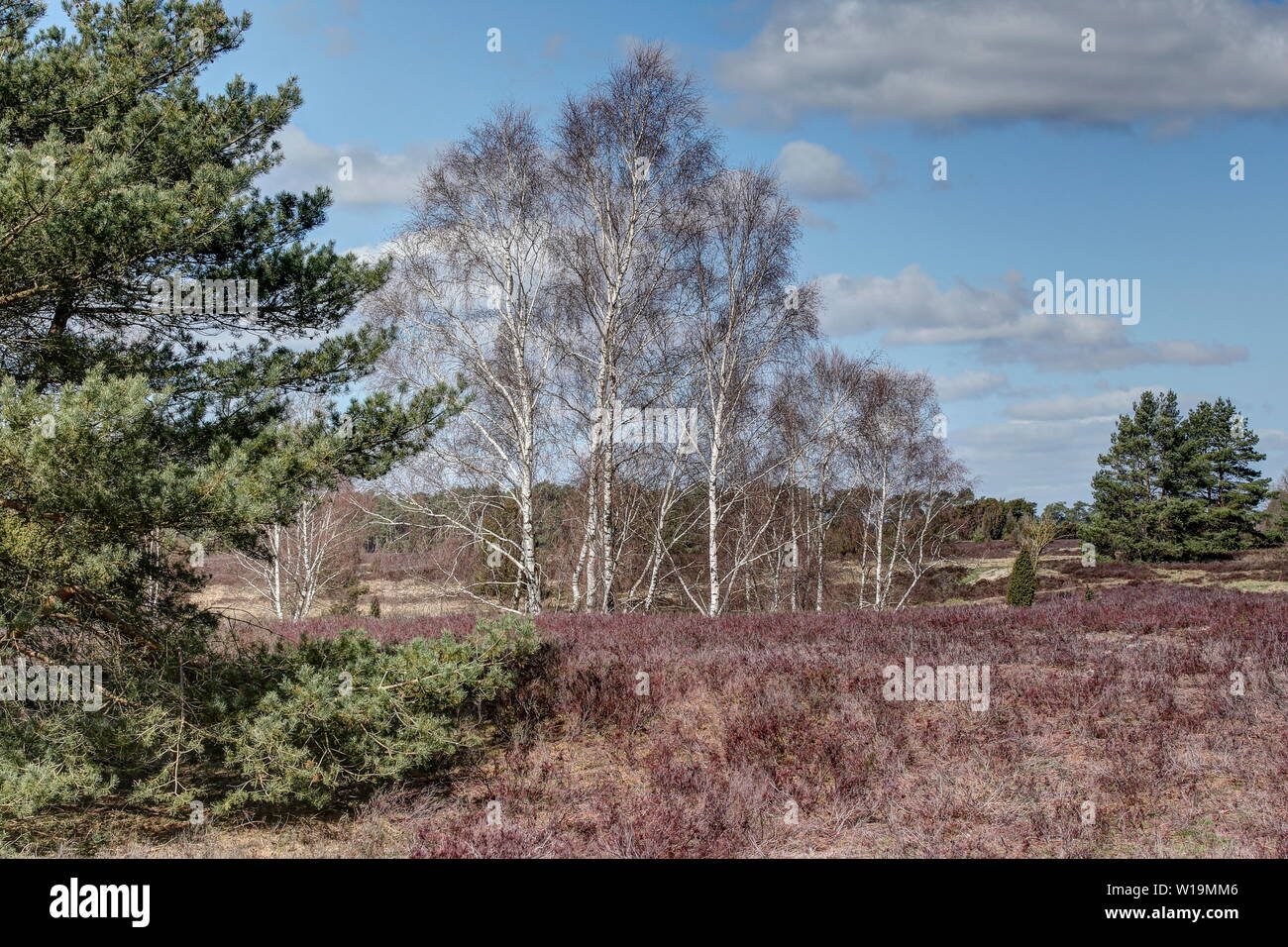 Die weißen Stämme der Birken und die Heide, die rot unter der Feder Sonne scheint, bieten für die Besucher der Lüneburger Heide eine traumhafte Natur. Stockfoto