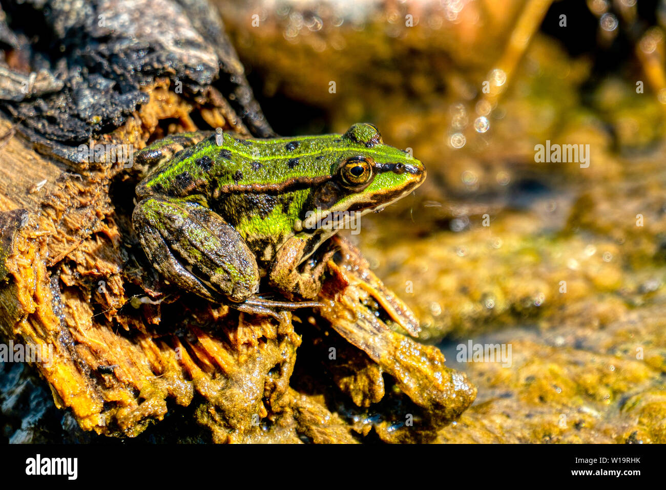 Rana esculenta - gemeinsame Wasser Frosch Sonnenbad auf einem Stein in einem See Stockfoto