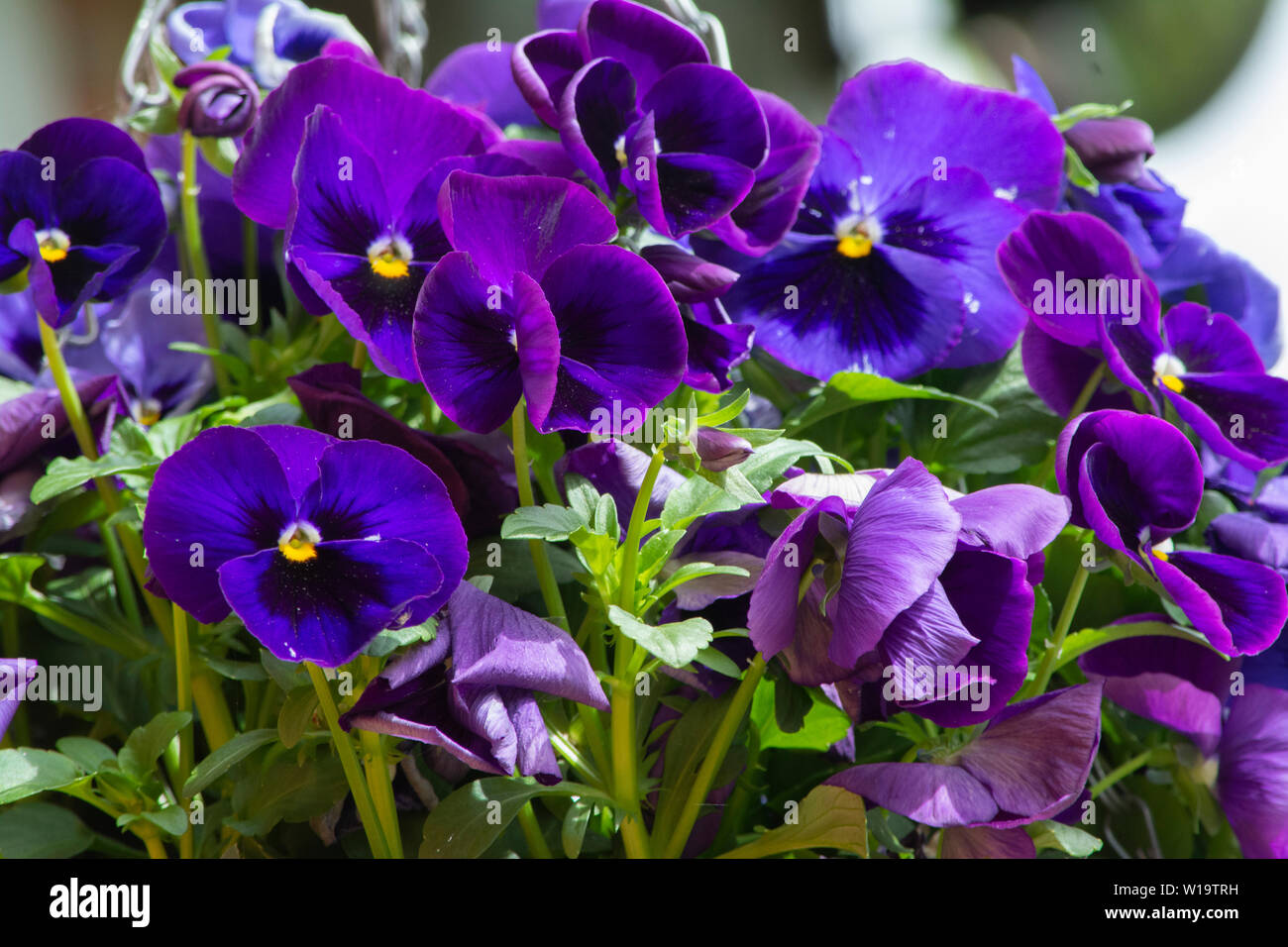 Blau Stiefmütterchen Blumen in der Sonne. Stockfoto