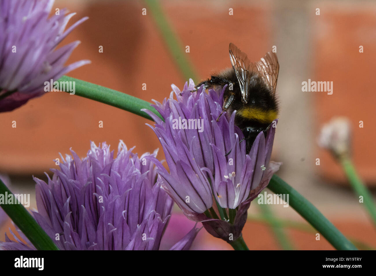 Biene Sammlung Pollen aus der Blume eines Schnittlauch Anlage Stockfoto
