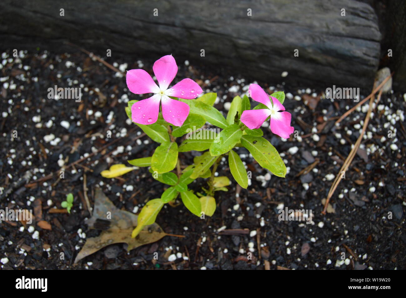 Rosa und Weiß Sommer Vinca Anlage in einer angehobenen flower bed Stockfoto