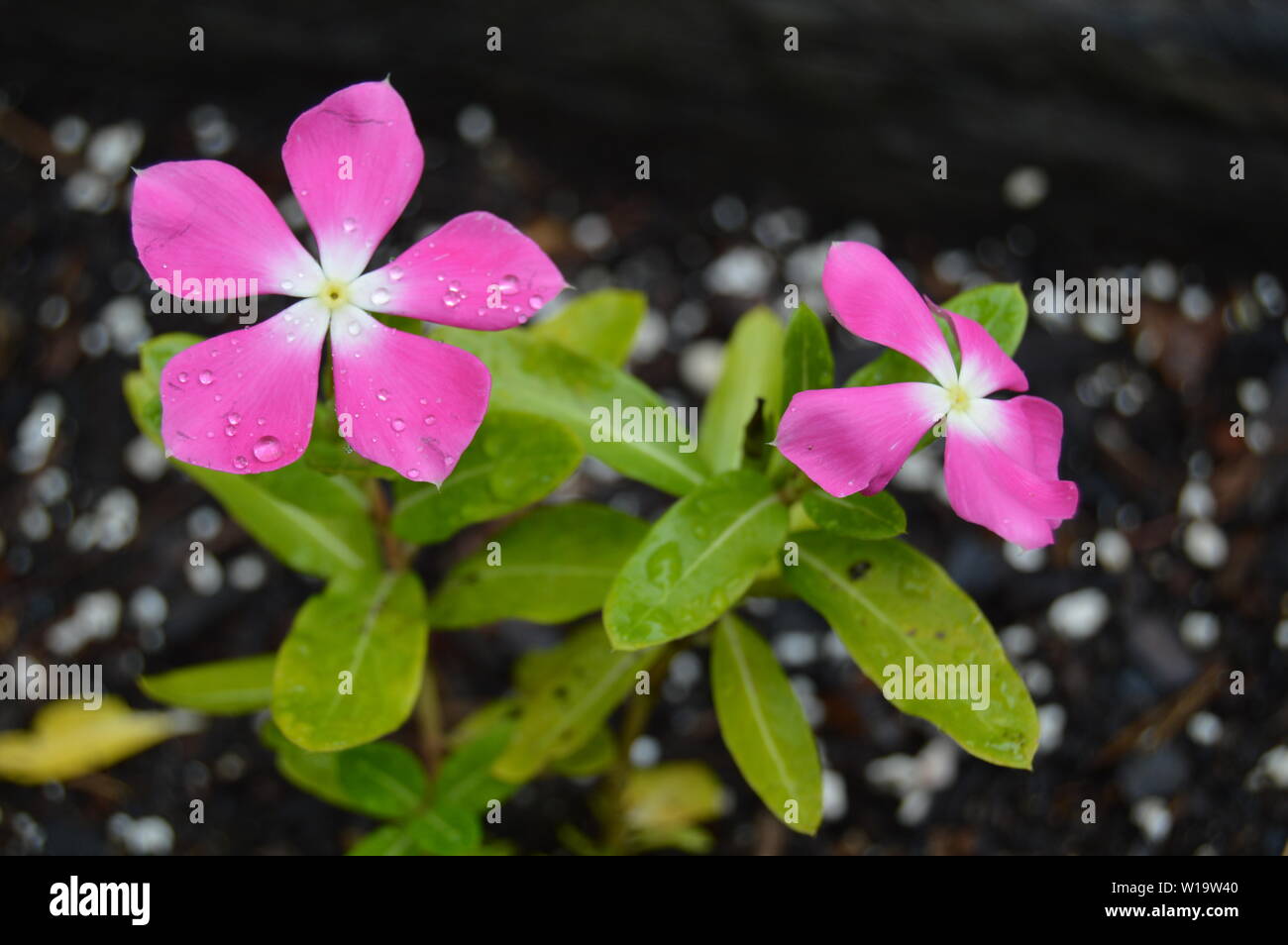 Rosa und Weiß Sommer Vinca Anlage in einer angehobenen flower bed Stockfoto