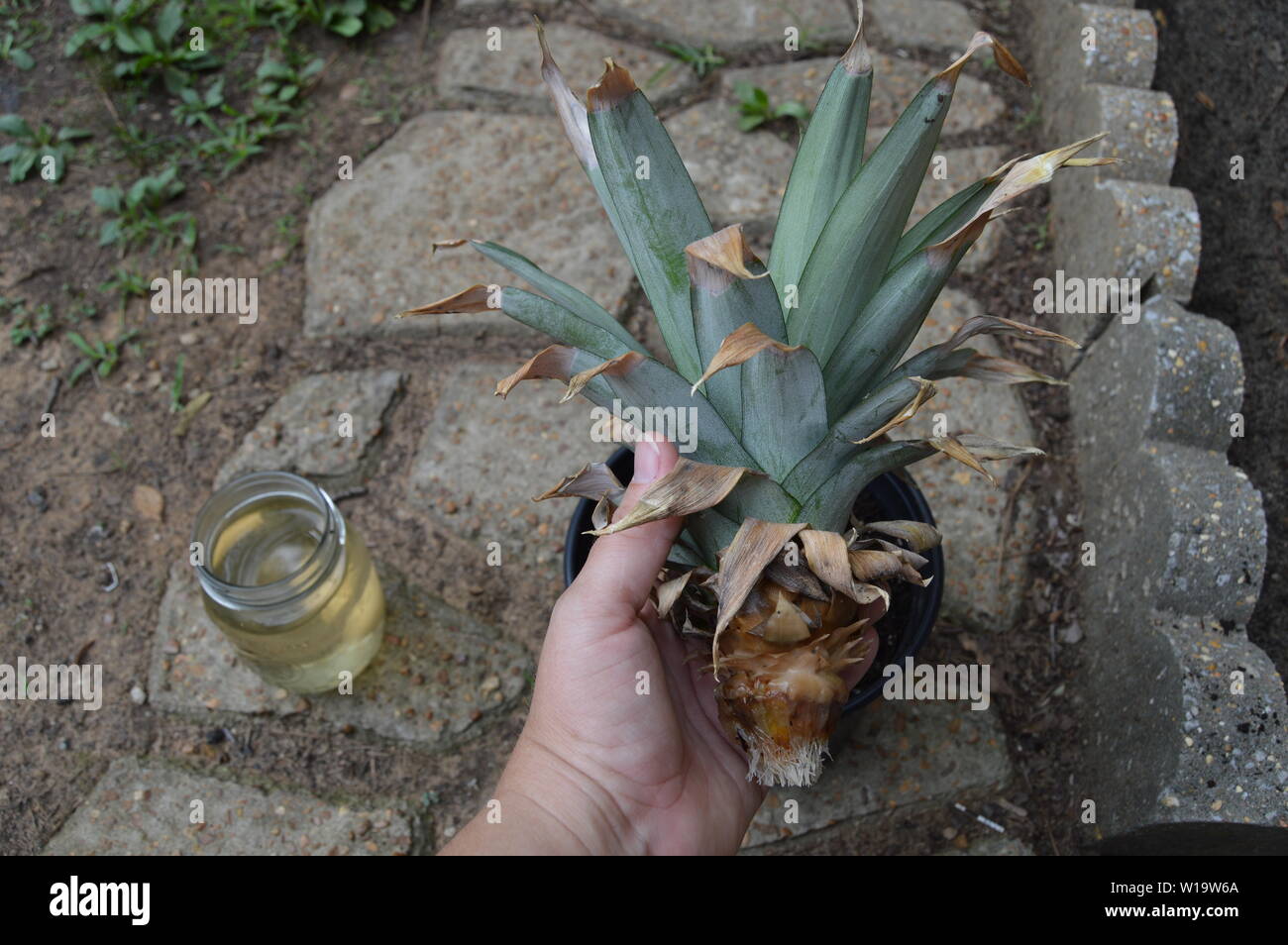 Das Einpflanzen einer Ananas Pflanze in einen schwarzen Topf mit Erde Stockfoto