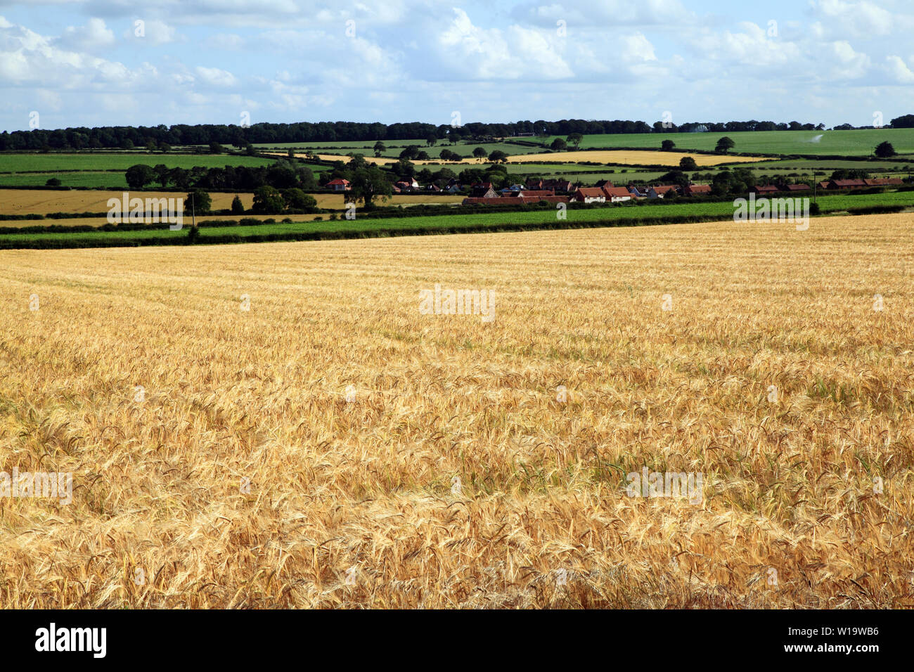 Gerste, Feldfrüchte, Getreide, Norfolk Landschaft, Ringstead, England, Großbritannien Stockfoto