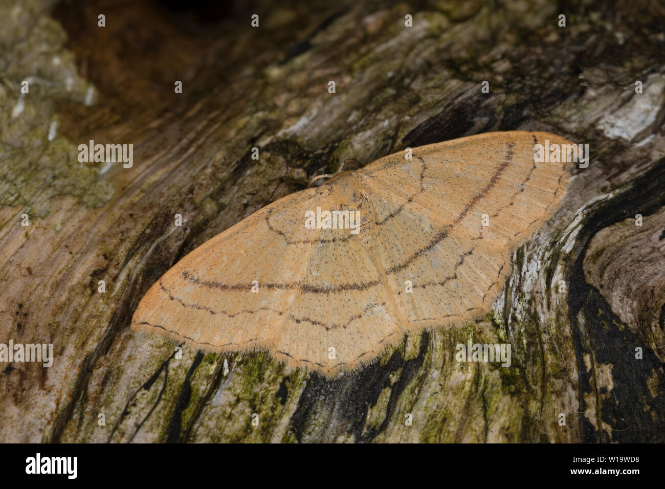 , Rotbuchen-Gürtelpuppenspanner Gürtelpuppenspanner Gürtelpuppen-Spanner Cyclophora linearia,,, Cosymbia linearia, Ton Triple-Linien, Schlüssel, Geometri Stockfoto