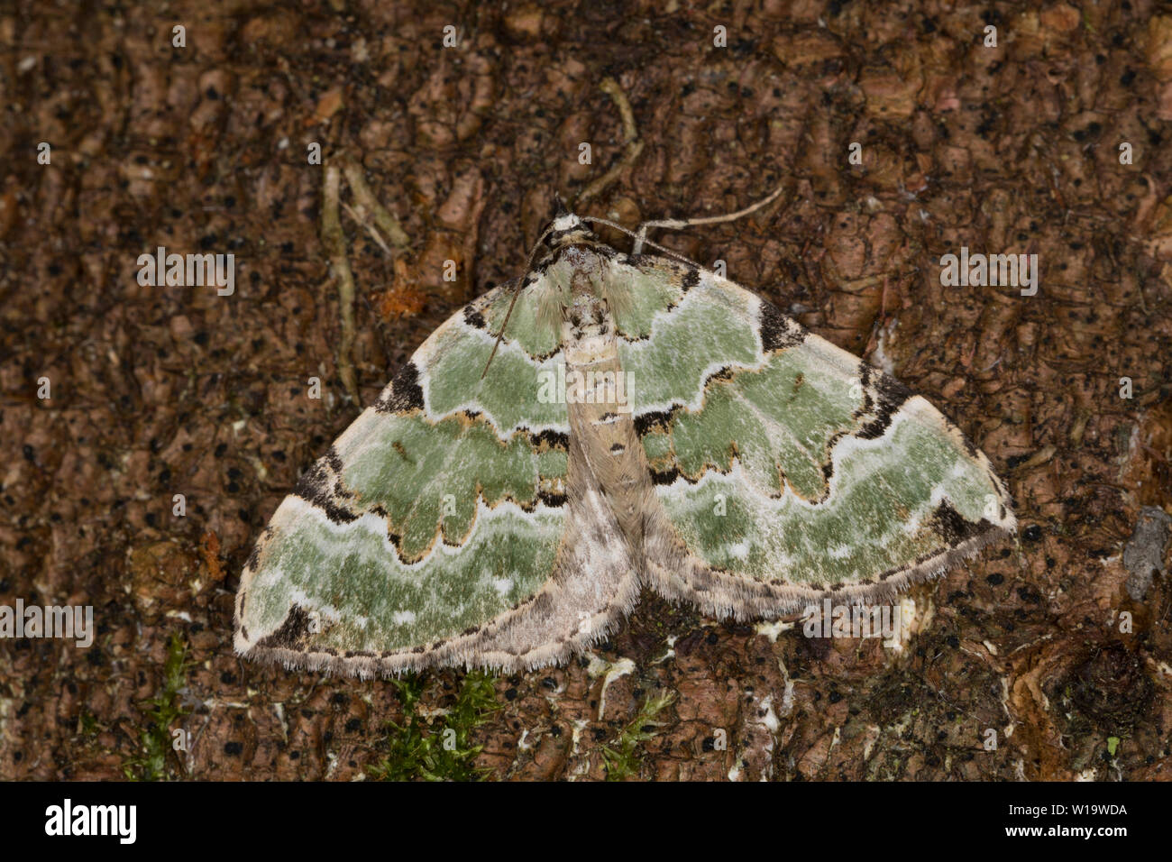 Prachtgrüner Bindenspanner, Braungrüner Waldwiesen-Blattspanner, Colostygia pectinataria, Larentia viridaria, Cidaria pectinataria, grünen Teppich, la C Stockfoto Prachtgrüner Bindenspanner, Braungrüner Waldwiesen-Blattspanner, Colostygia pectinataria, Larentia viridaria, Cidaria pectinataria, grünen Teppich, la C Stockfoto