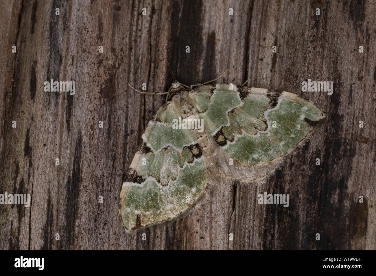 Prachtgrüner Bindenspanner, Braungrüner Waldwiesen-Blattspanner, Colostygia pectinataria, Larentia viridaria, Cidaria pectinataria, grünen Teppich, la C Stockfoto Prachtgrüner Bindenspanner, Braungrüner Waldwiesen-Blattspanner, Colostygia pectinataria, Larentia viridaria, Cidaria pectinataria, grünen Teppich, la C Stockfoto