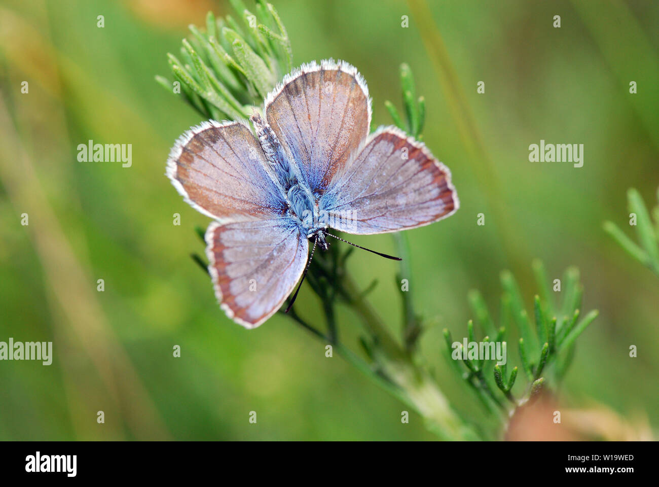 Silber - verzierte Blau, Geißklee-Bläuling, Argus-Bläuling, Plebejus argus, ezüstös boglárka Stockfoto