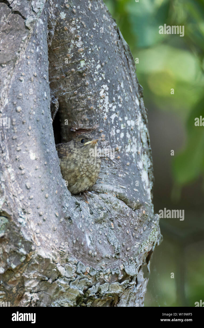 Rotschwanzchen Fotos und Bildmaterial in hoher Auflösung Alamy