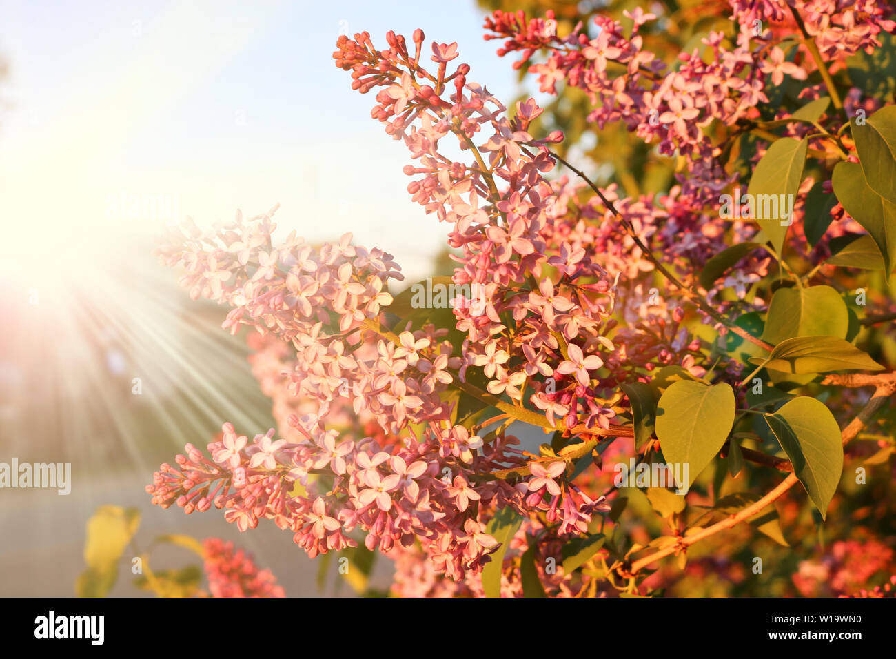 Cluster der blühenden Lila Flieder in den Strahlen der untergehenden Sonne. Feder lila Blüten. Stockfoto