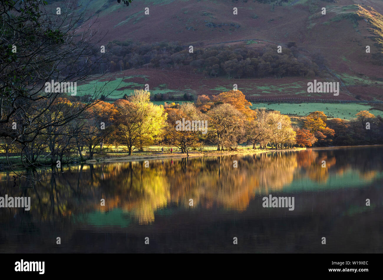 Am frühen Morgen Reflexionen an einem See Bäume im Herbst ihre goldenen Farben in den Cambrian Nationalpark getroffen. Stockfoto