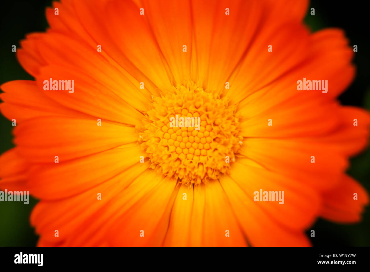 Schöne orange Blume in Nahaufnahme Stockfoto