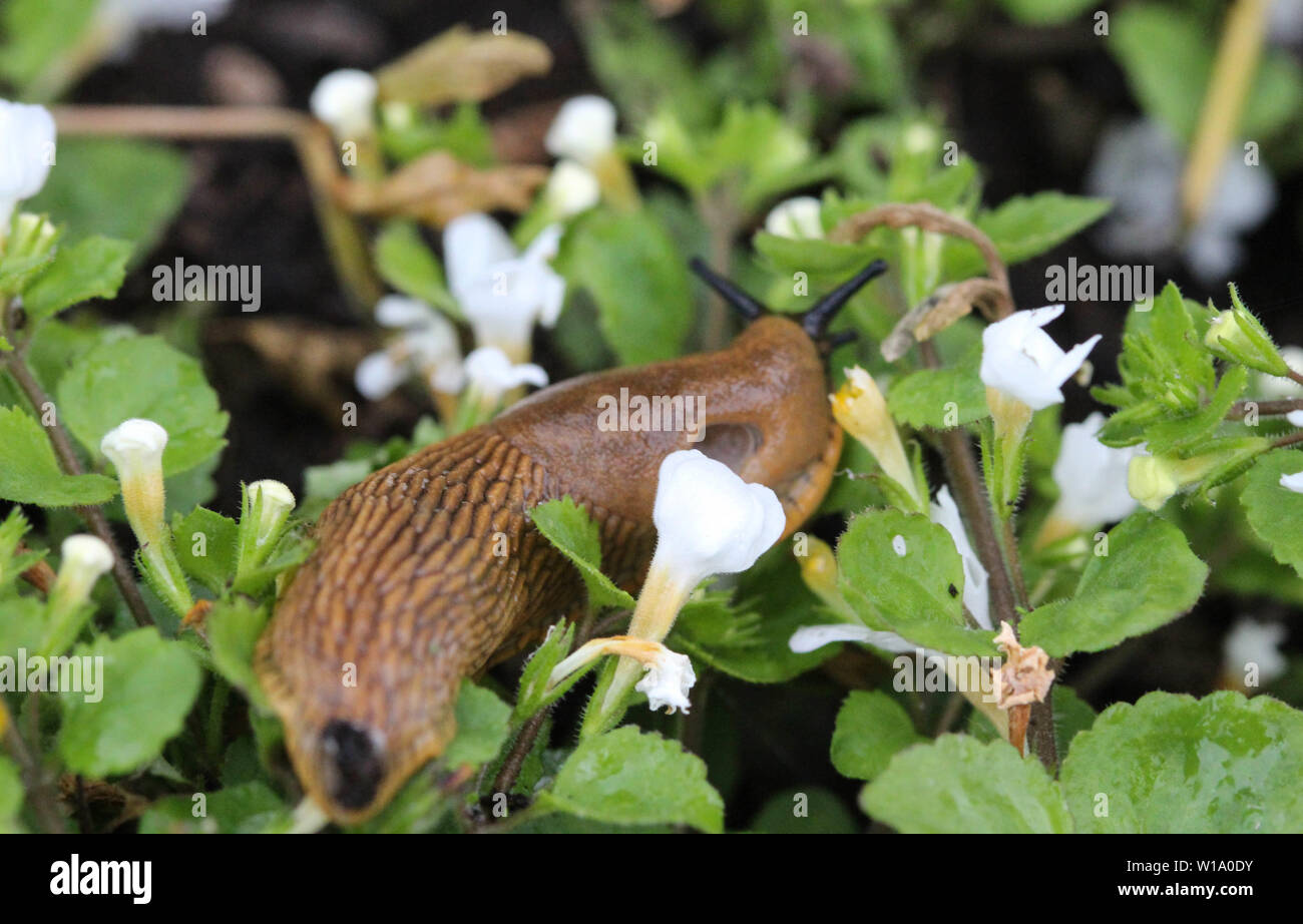 Nahaufnahme Spanisch slug (Arion vulgaris) im Garten Stockfoto