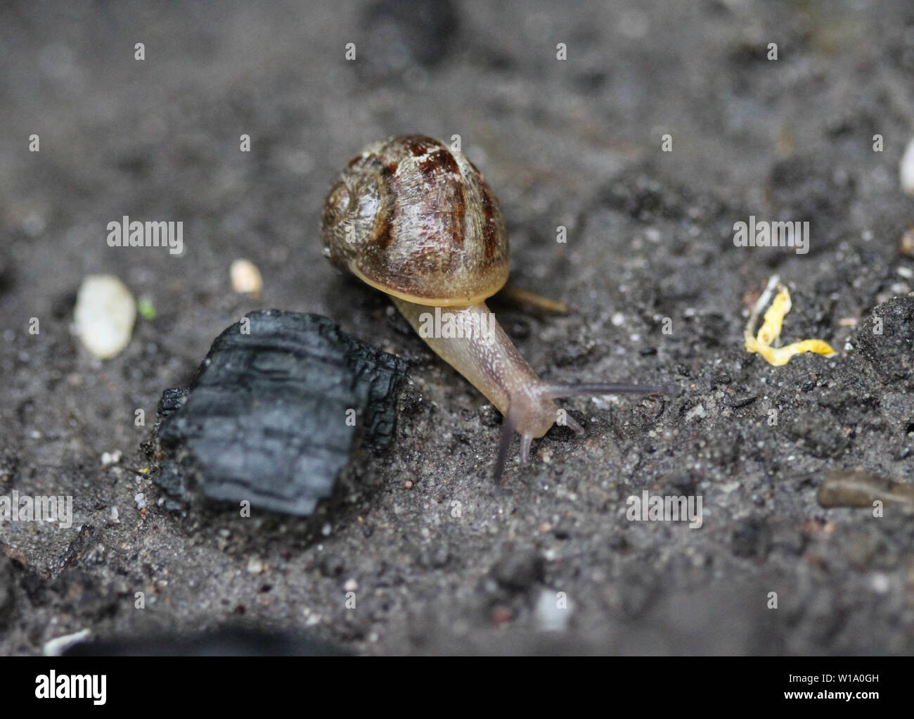 Nahaufnahme der Grove Schnecke Stockfoto