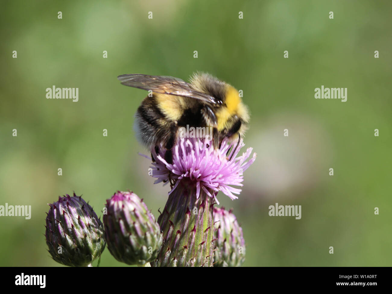 Nahaufnahme der Heide demütig - Biene oder kleine Heide Hummel, Bombus jonellus Stockfoto