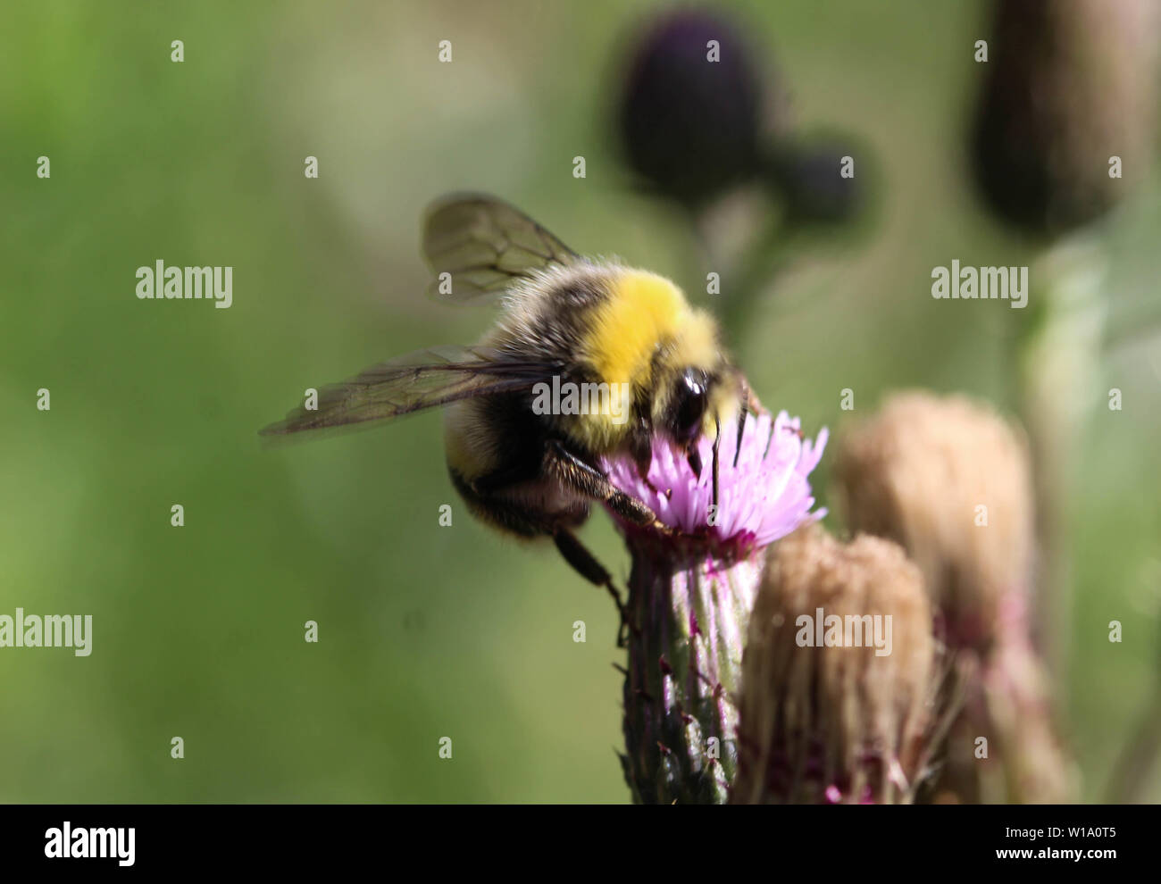 Nahaufnahme der Heide demütig - Biene oder kleine Heide Hummel, Bombus jonellus Stockfoto