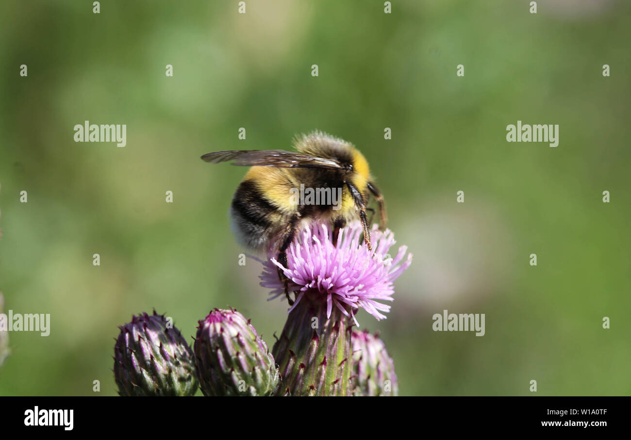 Nahaufnahme der Heide demütig - Biene oder kleine Heide Hummel, Bombus jonellus Stockfoto