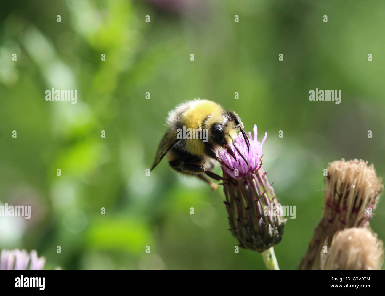 Nahaufnahme der Heide demütig - Biene oder kleine Heide Hummel, Bombus jonellus Stockfoto