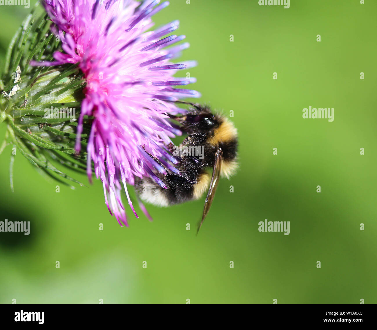 Nahaufnahme der Heide demütig - Biene oder kleine Heide Hummel, Bombus jonellus Stockfoto