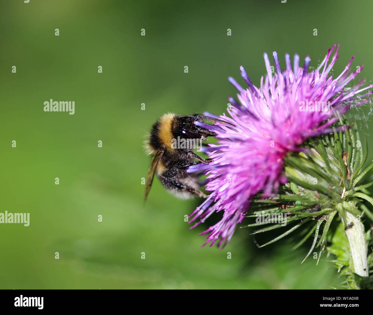 Nahaufnahme der Heide demütig - Biene oder kleine Heide Hummel, Bombus jonellus Stockfoto