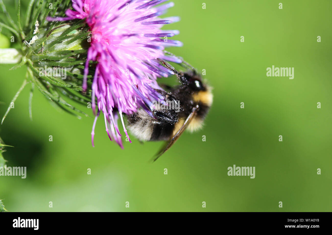 Nahaufnahme der Heide demütig - Biene oder kleine Heide Hummel, Bombus jonellus Stockfoto
